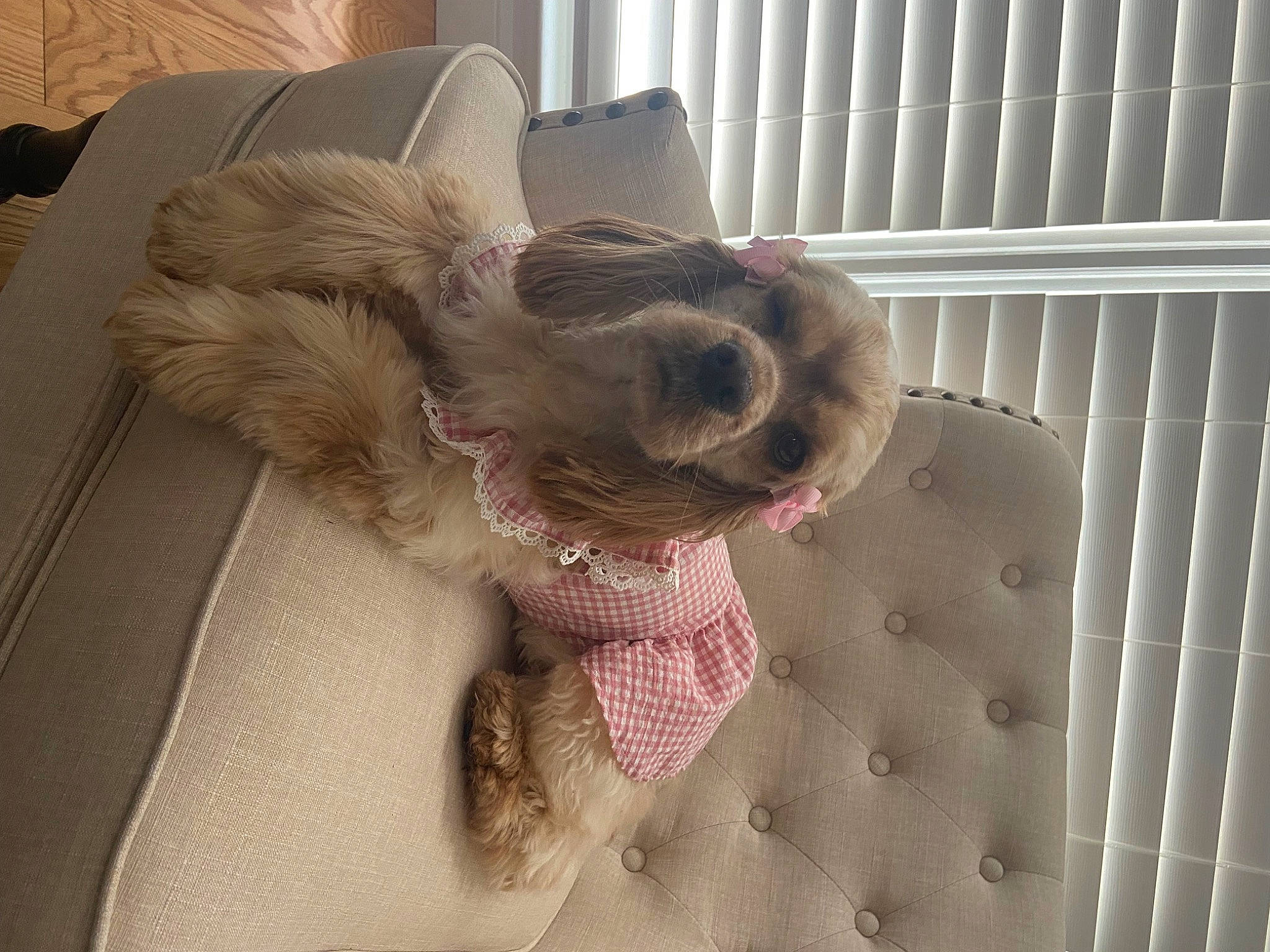 Pía joined the competition — help win amazing prizes! carnivore, comfort, companion_dog, dog, dog_breed, dog_supply, fashion_accessory, fawn, felidae, fur, grey, linens, liver, mesh, pet_supply, small_to_medium_sized_cats, toy_dog, whiskers, wood, working_animal