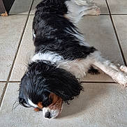 Oxane participe au concours pour gagner de l'argent avec cette photo : animal, black_and_white, calm, canine, companion, cozy, cute, dog, domestic, fur, indoor, laying_down, long_hair, peaceful, pet, quiet, relaxation, resting, sleeping, tile_floor