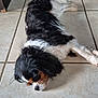 animal, black_and_white, calm, canine, companion, cozy, cute, dog, domestic, fur, indoor, laying_down, long_hair, peaceful, pet, quiet, relaxation, resting, sleeping, tile_floor