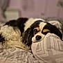 Iéna a rejoint le concours — aidez-le/la à gagner de superbes lots ! animal, bed, black_and_white, blanket, brown, cavalier_king_charles_spaniel, closeup, cozy, cute, dog, domestic_animal, ear, fur, indoor, lying_down, nose, pet, resting, sleepy, soft