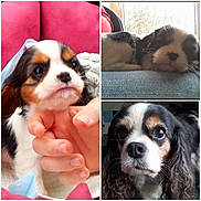 Iéna participe au concours pour gagner de l'argent avec cette photo : animal, blanket, cavalier_king_charles_spaniel, close_up, couch, cute, dog, eyes, face, fur, hand, indoors, nostrils, pet, portrait, puppy, resting, sleeping, snout, window