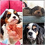 animal, blanket, cavalier_king_charles_spaniel, close_up, couch, cute, dog, eyes, face, fur, hand, indoors, nostrils, pet, portrait, puppy, resting, sleeping, snout, window