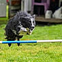 Tia a rejoint le concours — aidez-le/la à gagner de superbes lots ! active, agility, animal, black_and_white, border_collie, canine, determined, dog, energetic, exercise, fence, field, fur, grass, hurdle, jumping, outdoor, pet, running, sport
