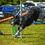 Tia participe au concours pour gagner de l'argent avec cette photo : active, agility, animal, black_and_white, border_collie, canine, competition, daylight, dog, exercise, field, focused, fur, grass, jumping, leaping, outdoor, park, pet, sport