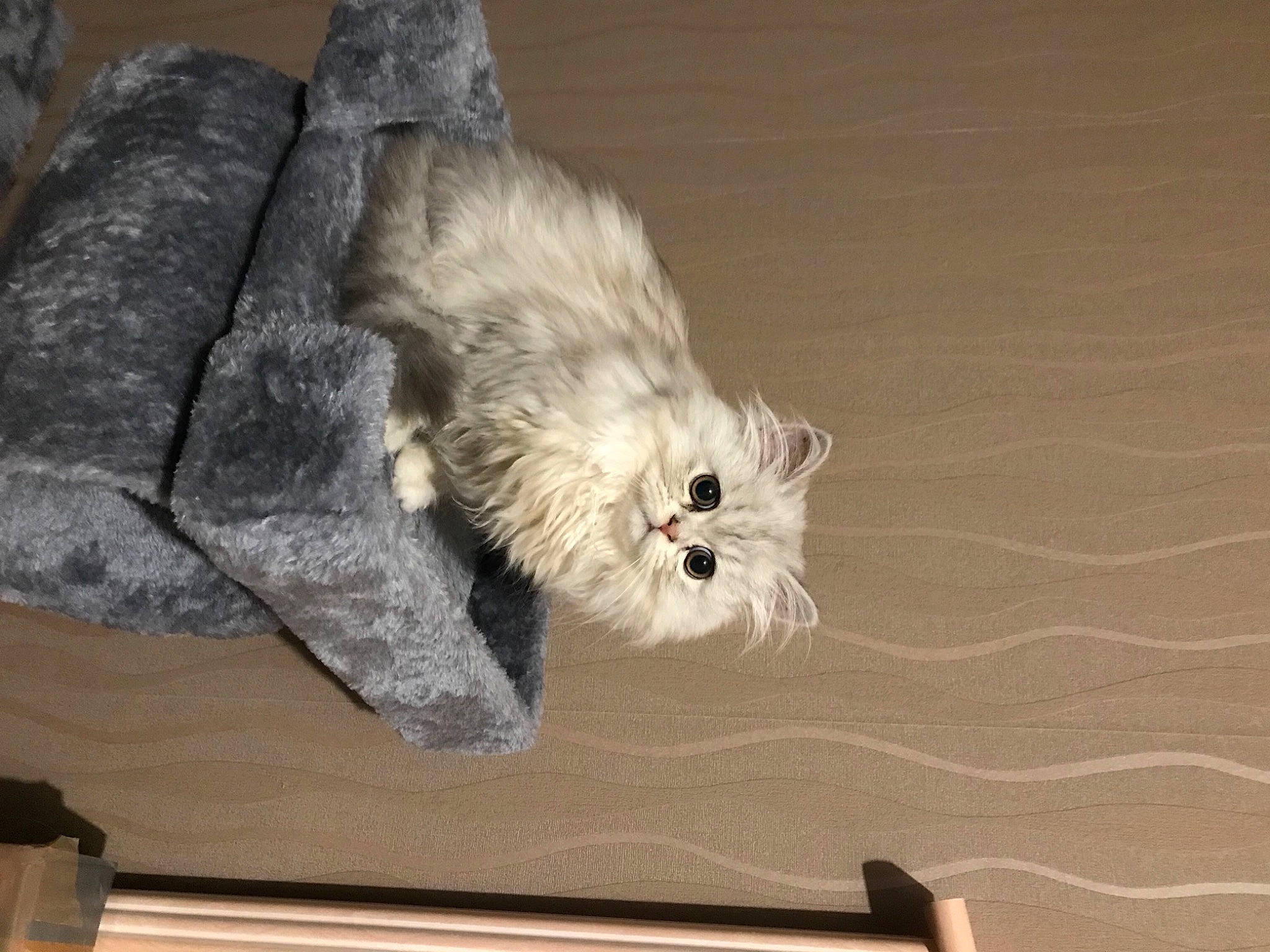 River Blue a rejoint le concours — aidez-le/la à gagner de superbes lots ! canidae, carnivore, comfort, companion_dog, dog, dog_breed, felidae, flooring, fur, grey, hardwood, paw, small_terrier, small_to_medium_sized_cats, sporting_group, tail, terrier, toy_dog, whiskers, wood