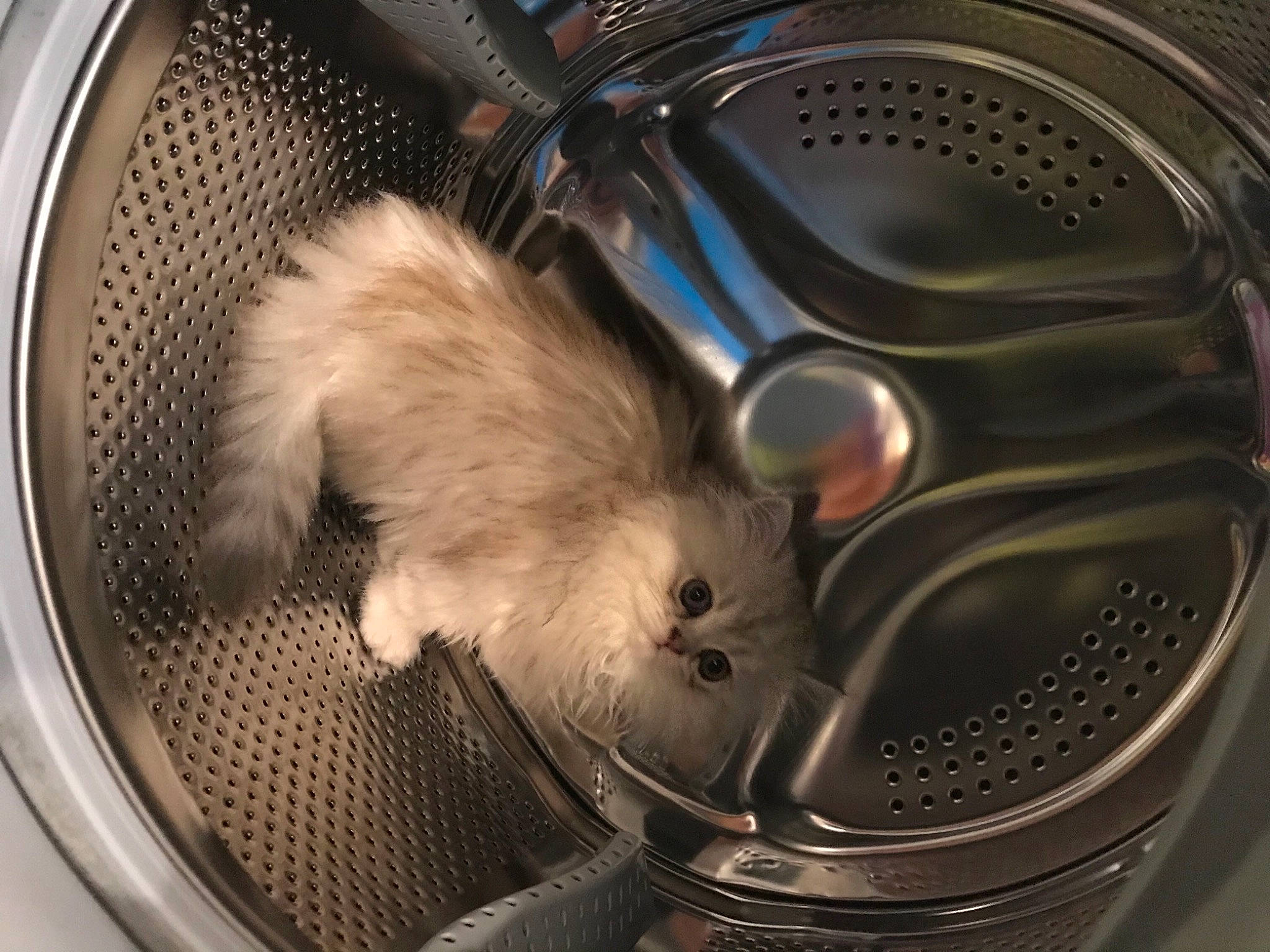 River Blue participe au concours pour gagner de l'argent avec cette photo : alloy_wheel, automotive_design, automotive_exterior, automotive_lighting, automotive_tire, automotive_wheel_system, bumper, carnivore, clothes_dryer, felidae, fender, gas, grille, hood, motor_vehicle, rim, rodent, small_to_medium_sized_cats, washing_machine, whiskers