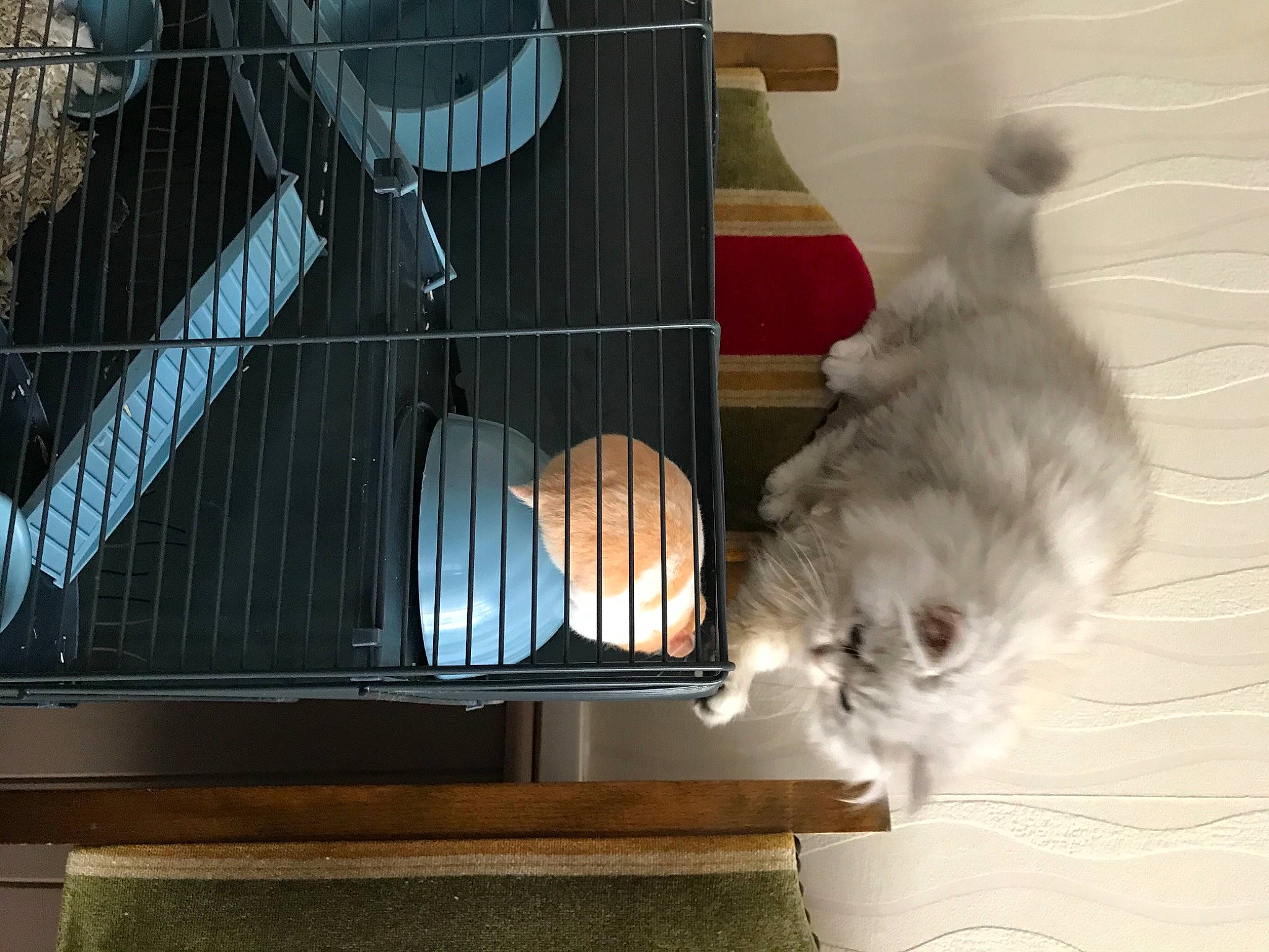 River Blue participe au concours pour gagner de l'argent avec cette photo : art, cage, carnivore, comfort, companion_dog, felidae, flooring, fur, hardwood, laminate_flooring, mammal, pet_supply, small_to_medium_sized_cats, sports_equipment, tail, toy_dog, vertebrate, whiskers, wood, wood_flooring