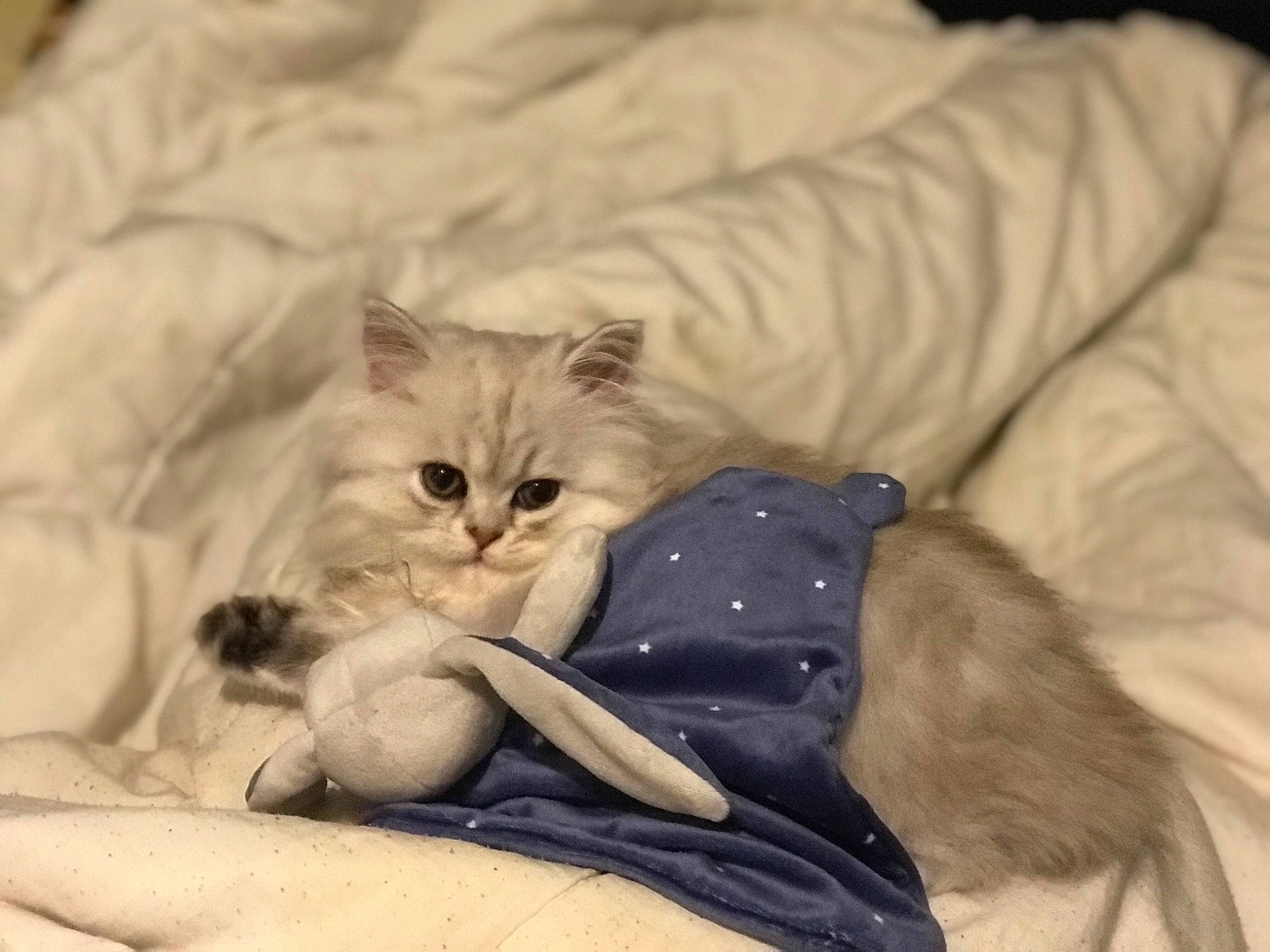 River Blue a rejoint le concours — aidez-le/la à gagner de superbes lots ! bag, bed, bed_sheet, bedding, bedroom, blanket, carnivore, cat, claw, comfort, duvet, felidae, fur, grey, linens, nap, paw, room, small_to_medium_sized_cats, whiskers