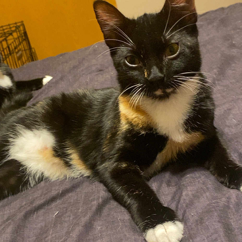 Peaches is registered to the contest to win money with this photo: abyssinian, animal, bed, bedroom, blackcat, blanket, cat, couch, drawer, furniture, hardwood, indoors, kitten, manx, pet, plywood, quilt, room, siamese, wood