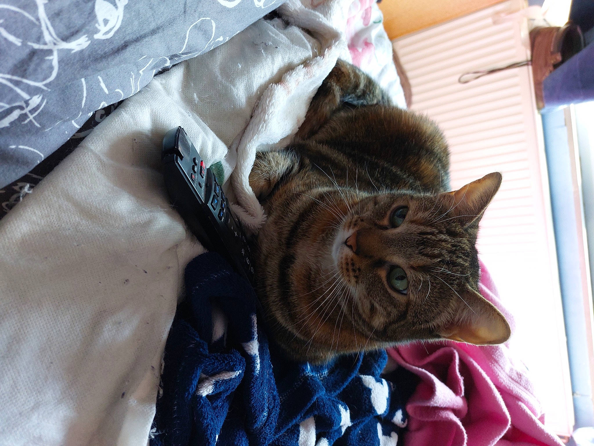 Nala participe au concours pour gagner de l'argent avec cette photo : carnivore, cat, claw, comfort, domestic_short_haired_cat, electric_blue, fawn, felidae, fur, linens, pattern, small_to_medium_sized_cats, snout, tail, tree, whiskers