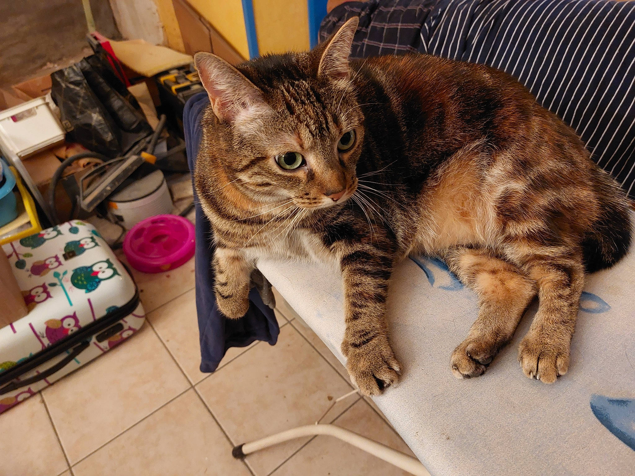 Nala a rejoint le concours — aidez-le/la à gagner de superbes lots ! bag, box, carnivore, cat, claw, comfort, domestic_short_haired_cat, felidae, fur, luggage_and_bags, paw, shipping_box, small_to_medium_sized_cats, snout, tail, terrestrial_animal, toy, whiskers