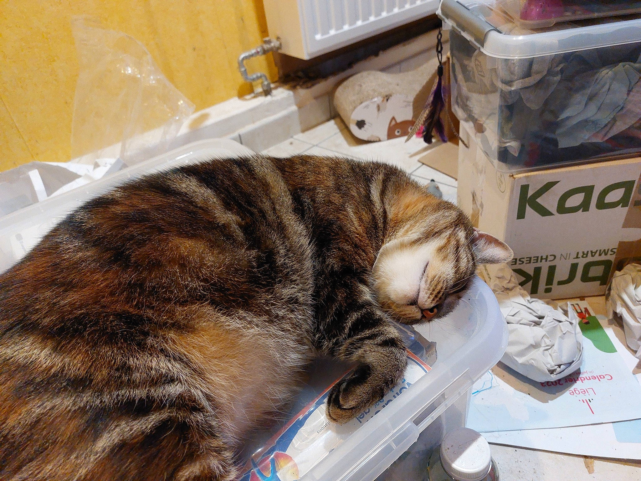 Nala a rejoint le concours — aidez-le/la à gagner de superbes lots ! box, carnivore, cat, claw, comfort, domestic_short_haired_cat, felidae, fur, nap, packaging_and_labeling, paw, shipping_box, sleep, small_to_medium_sized_cats, snout, tail, terrestrial_animal, whiskers