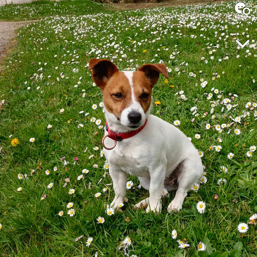 Maya a rejoint le concours — aidez-le/la à gagner de superbes lots ! accessories, animal, canine, chihuahua, dog, field, flower, grass, grassland, herbal, herbs, lawn, leash, nature, outdoors, pet, plant, puppy, strap, text