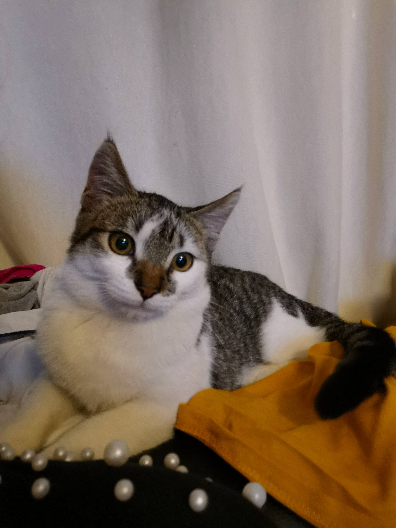 Lucky a rejoint le concours — aidez-le/la à gagner de superbes lots ! box, carnivore, cat, cat_supply, comfort, curtain, domestic_short_haired_cat, felidae, fur, pattern, paw, small_to_medium_sized_cats, snout, whiskers