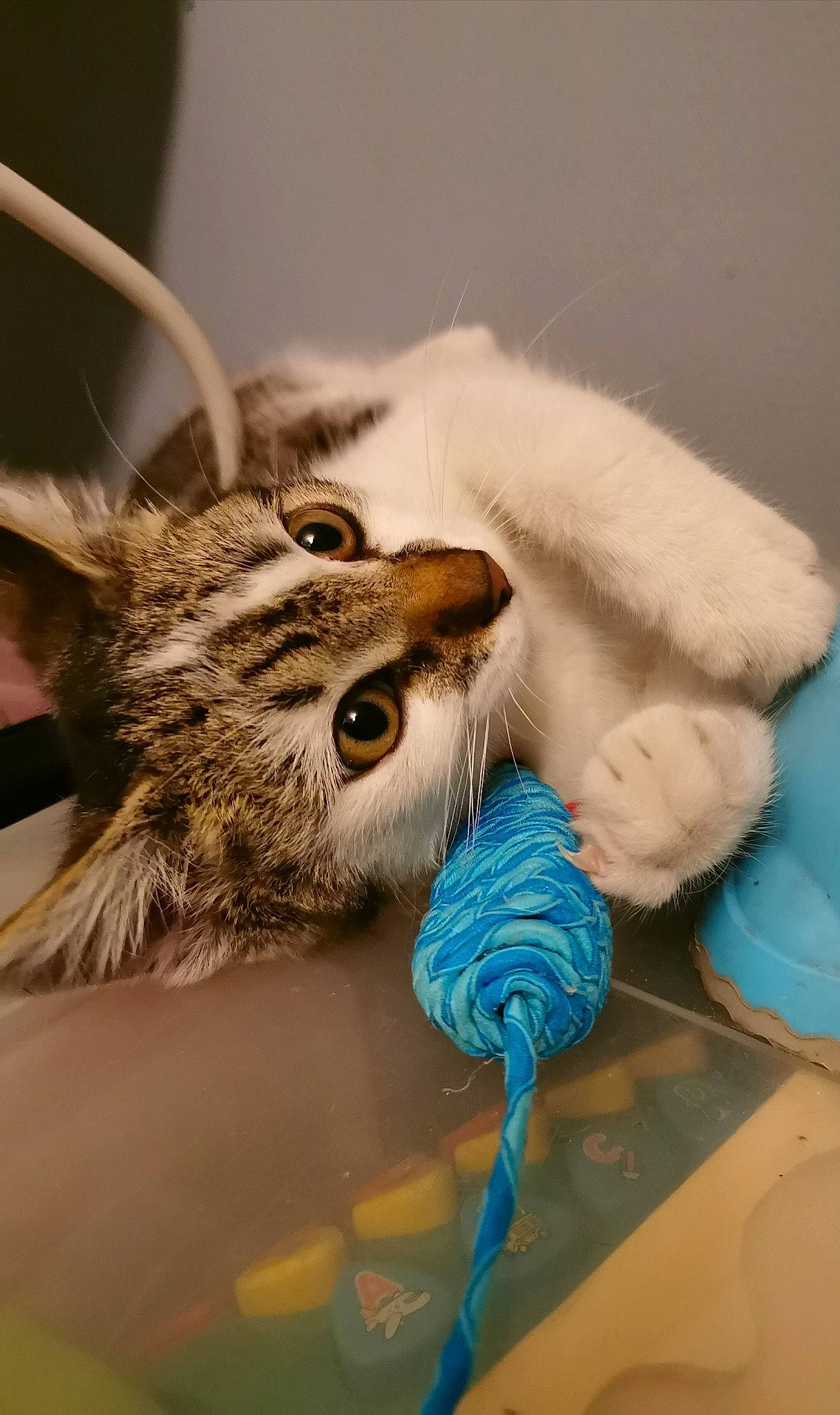 Lucky participe au concours pour gagner de l'argent avec cette photo : art, beak, carnivore, cat, claw, domestic_short_haired_cat, electric_blue, eyelash, fashion_accessory, fawn, feather, felidae, fur, insect, small_to_medium_sized_cats, snout, tail, terrestrial_animal, whiskers, wing