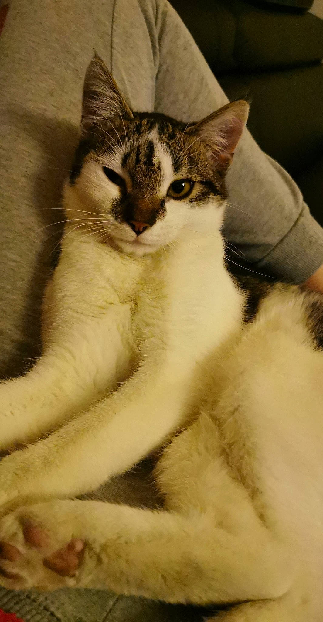 Lucky participe au concours pour gagner de l'argent avec cette photo : carnivore, cat, claw, comfort, domestic_short_haired_cat, eye, felidae, fur, human_body, monochrome, monochrome_photography, paw, small_to_medium_sized_cats, snout, tail, terrestrial_animal, whiskers, window