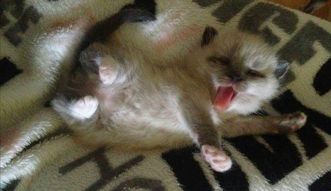 Hunter a rejoint le concours — aidez-le/la à gagner de superbes lots ! animal_shelter, carnivore, cat, claw, domestic_short_haired_cat, fawn, felidae, fur, marsupial, mouse, mustelidae, paw, photo_caption, primate, small_to_medium_sized_cats, snout, tail, terrestrial_animal, whiskers, wildlife