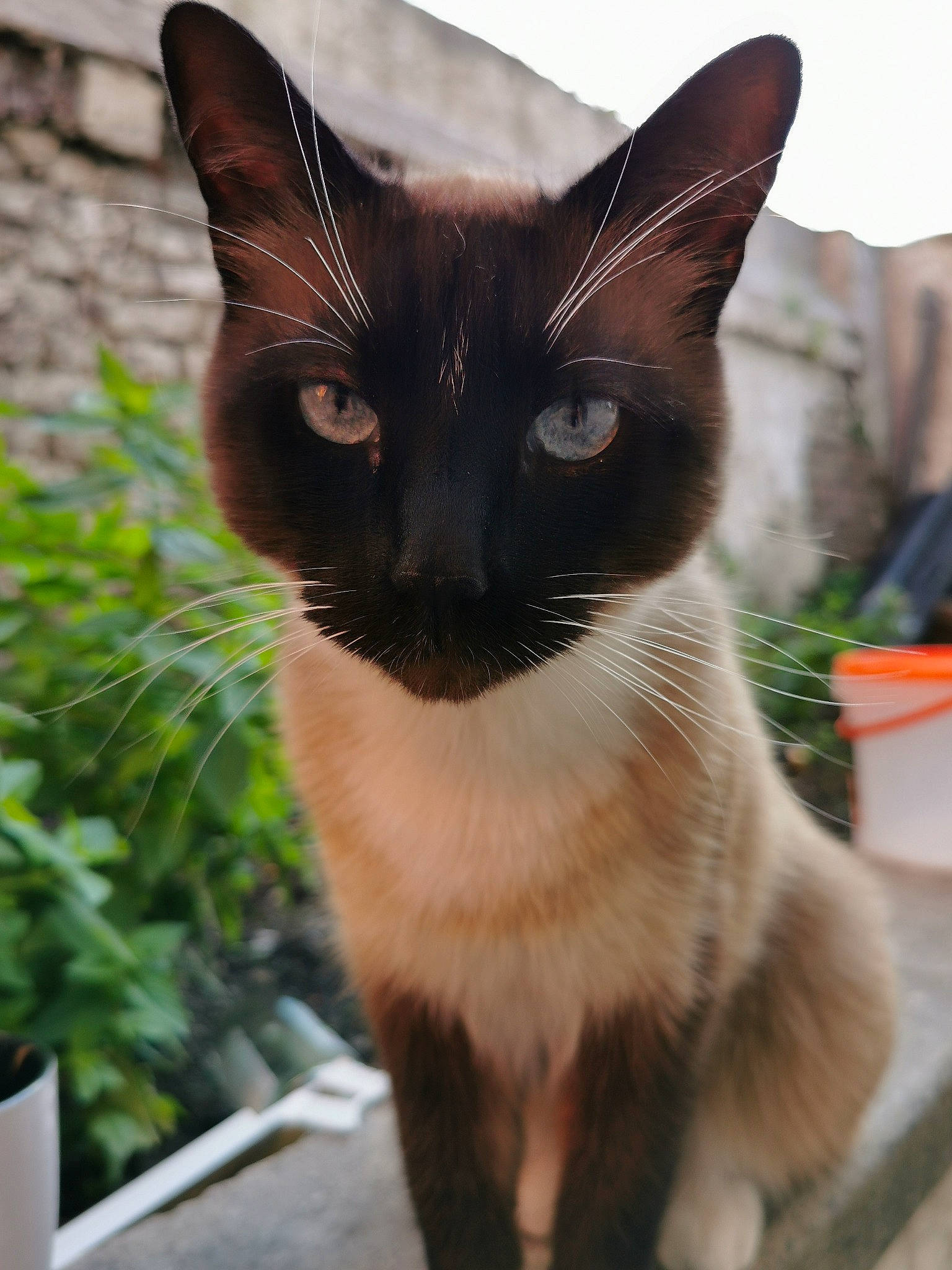 Hunter participe au concours pour gagner de l'argent avec cette photo : balinese, carnivore, cat, domestic_short_haired_cat, fawn, felidae, flowerpot, fur, grass, houseplant, iris, plant, siamese, small_to_medium_sized_cats, snout, tail, terrestrial_animal, thai, whiskers