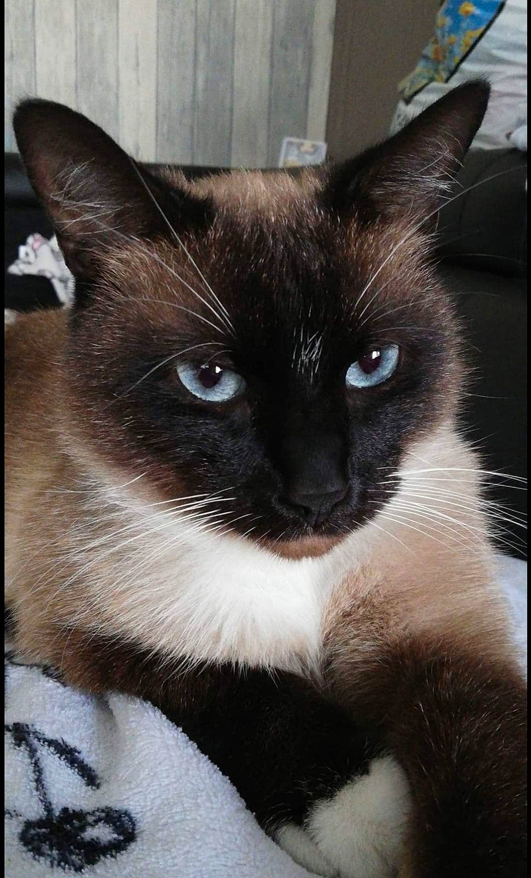 Hunter a rejoint le concours — aidez-le/la à gagner de superbes lots ! carnivore, cat, close_up, domestic_short_haired_cat, felidae, fixture, fur, iris, pet_supply, rectangle, siamese, small_to_medium_sized_cats, snout, terrestrial_animal, whiskers