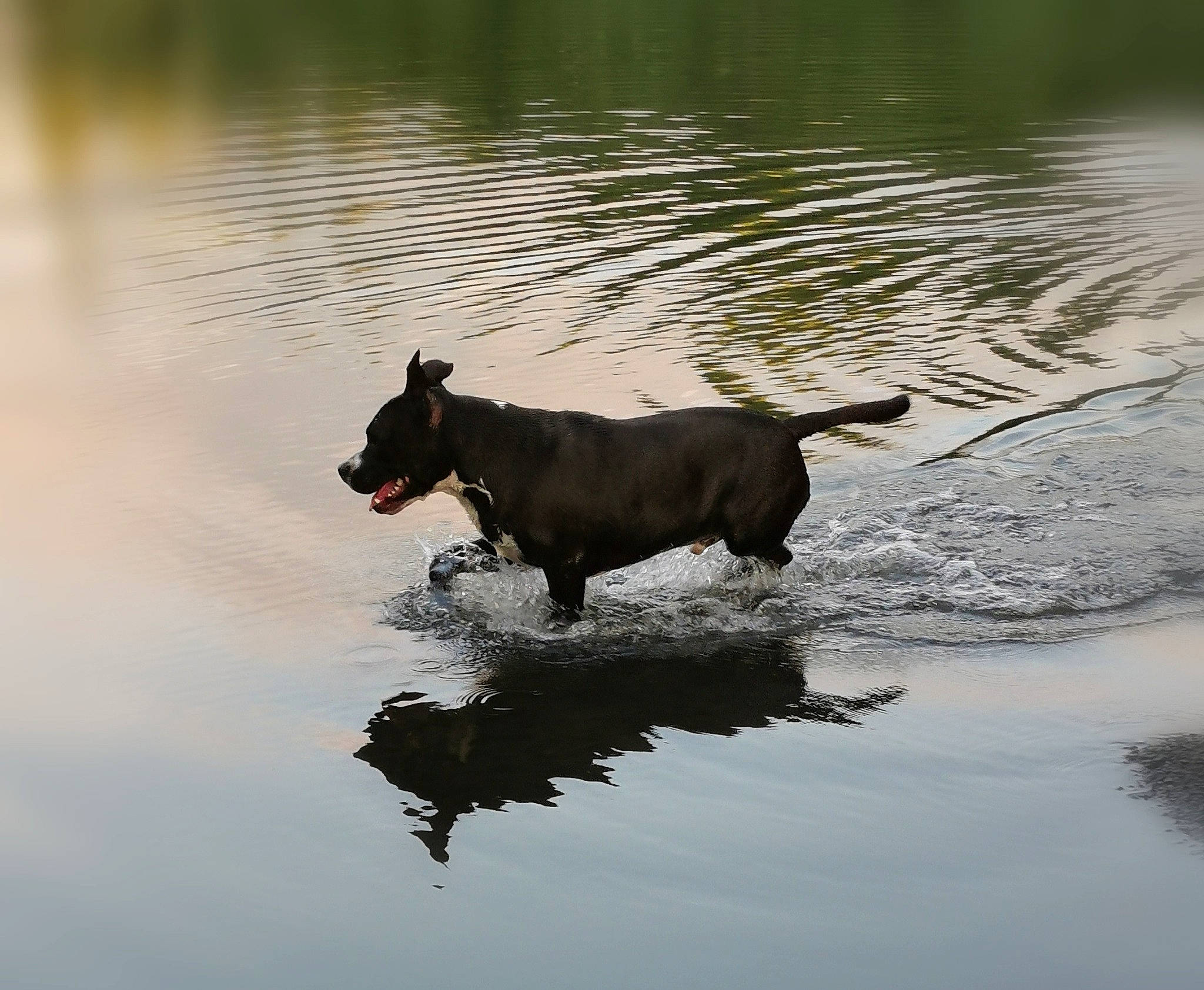 Zuko participe au concours pour gagner de l'argent avec cette photo : body_of_water, carnivore, companion_dog, dog, dog_breed, dog_collar, guard_dog, hunting_dog, lake, liquid, reflection, reservoir, sporting_group, tail, vertebrate, water, water_resources, watercourse, working_animal, working_dog