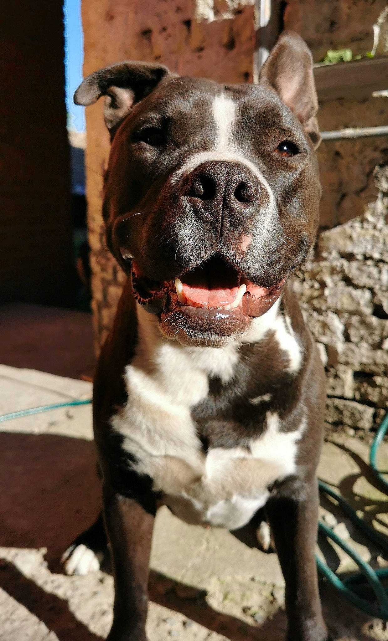 Zuko a rejoint le concours — aidez-le/la à gagner de superbes lots ! canidae, carnivore, collar, companion_dog, dog, dog_breed, dog_collar, fawn, fur, non_sporting_group, pet_supply, snout, sporting_group, terrestrial_animal, whiskers, window, working_animal, working_dog