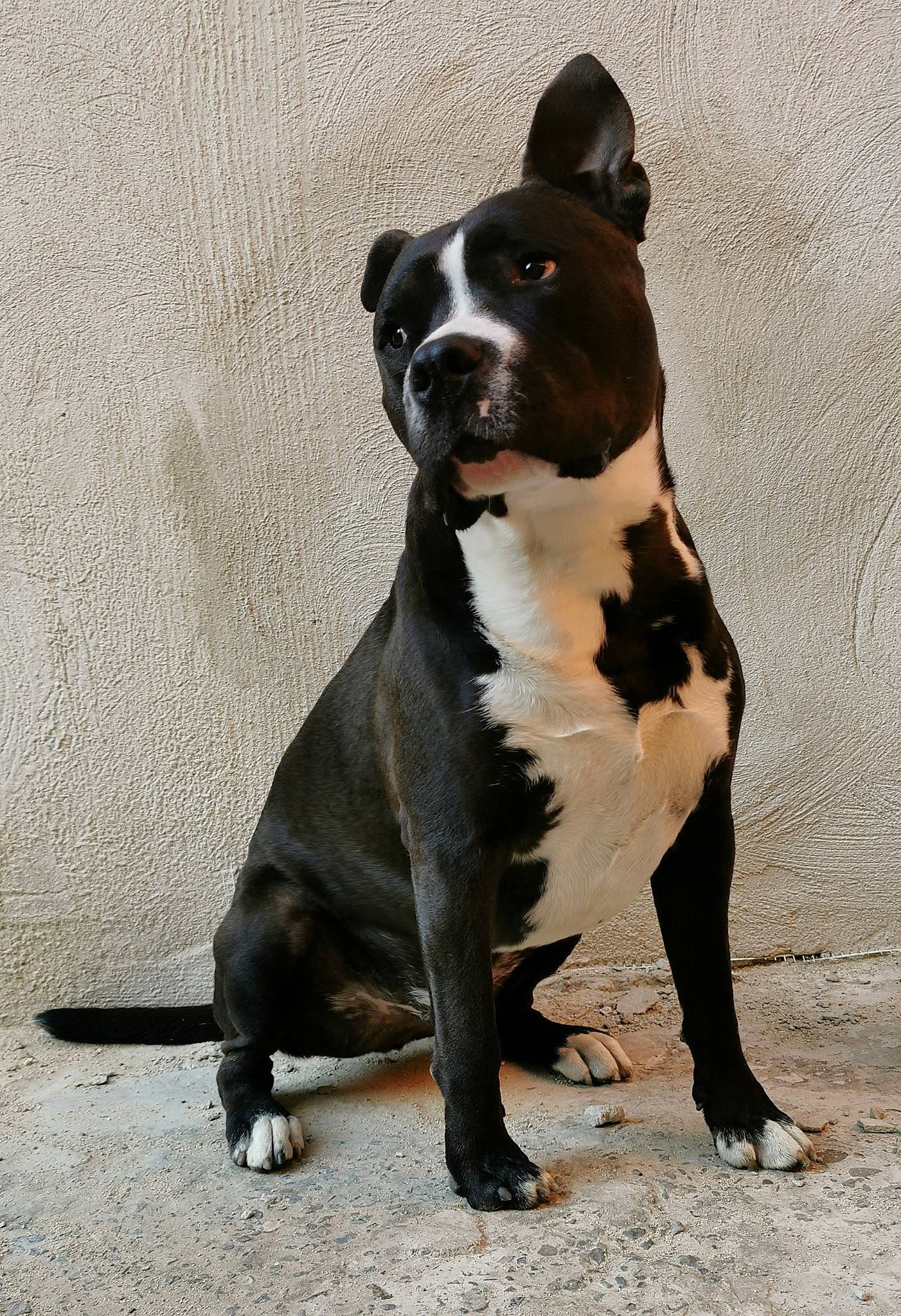 Zuko a rejoint le concours — aidez-le/la à gagner de superbes lots ! ancient_dog_breeds, boston_terrier, canidae, carnivore, collar, companion_dog, dog, dog_breed, dog_collar, fawn, fur, molosser, non_sporting_group, paw, snout, sporting_group, tail, terrestrial_animal, working_animal, working_dog