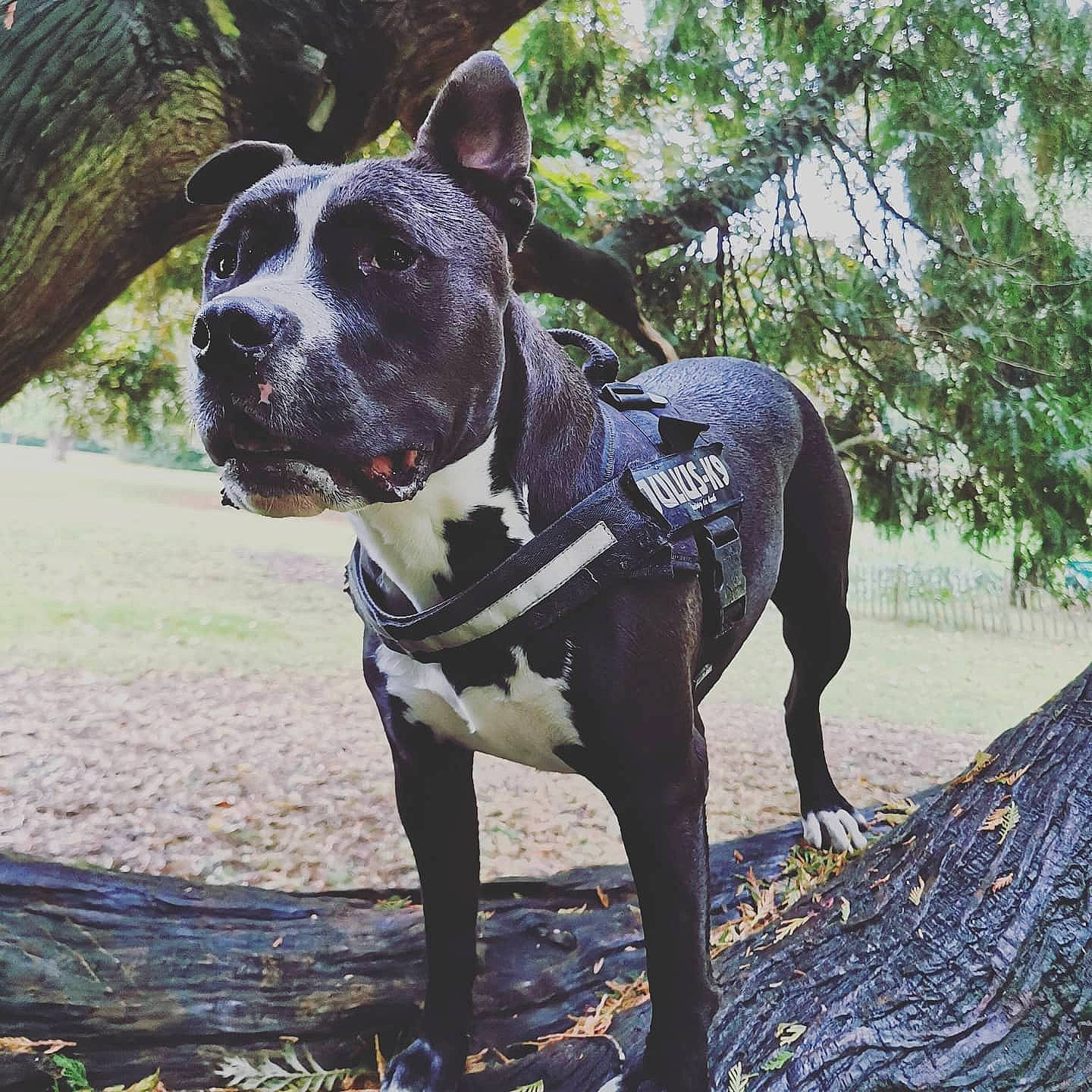 Zuko participe au concours pour gagner de l'argent avec cette photo : canidae, carnivore, collar, companion_dog, dog, dog_breed, dog_collar, dog_supply, fashion_accessory, fawn, leash, pet_supply, plant, snout, sporting_group, tail, tree, whiskers, window, working_animal