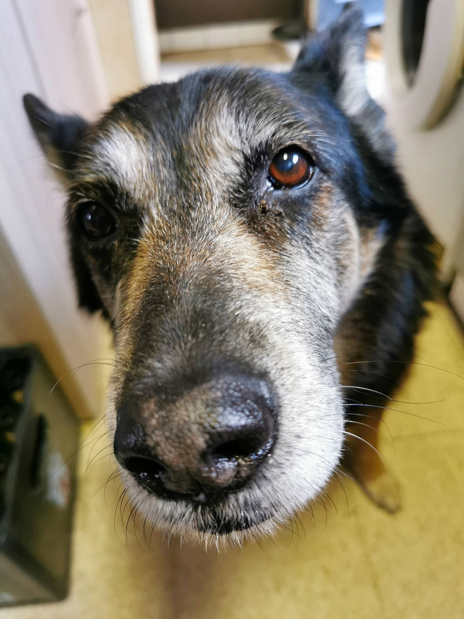 Titan a rejoint le concours — aidez-le/la à gagner de superbes lots ! ancient_dog_breeds, canidae, canis, carnivore, collar, companion_dog, dog, dog_breed, fur, jaw, snout, sporting_group, terrestrial_animal, vehicle, whiskers, working_animal, working_dog