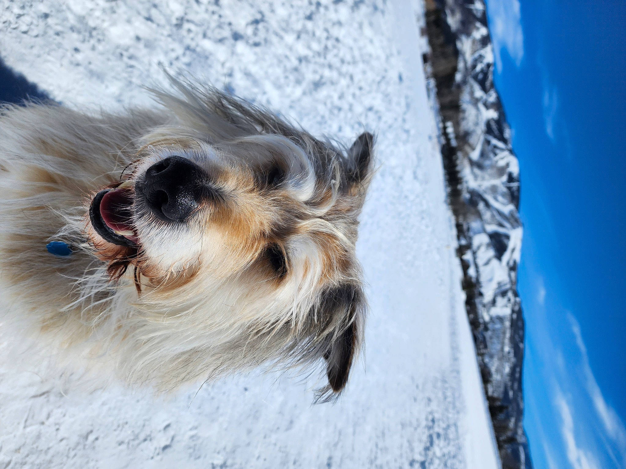 Chewy is registered to the contest to win money with this photo: canidae, carnivore, claw, companion_dog, dog, dog_breed, fawn, felidae, fur, liver, paw, sky, sporting_group, tail, terrestrial_animal, terrier, toy_dog, water, whiskers, working_animal