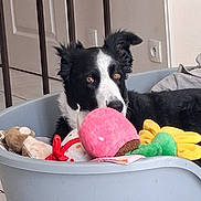 Rigolo participe au concours pour gagner de l'argent avec cette photo : dog, border_collie, pet, toy, stuffed_animal, dog_bed, indoor, floor, curious, black_and_white, plush_toy, pink, yellow, green, animal, cute, ears, face, home, relaxing