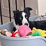 dog, border_collie, pet, toy, stuffed_animal, dog_bed, indoor, floor, curious, black_and_white, plush_toy, pink, yellow, green, animal, cute, ears, face, home, relaxing