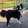 Rigolo a rejoint le concours — aidez-le/la à gagner de superbes lots ! dog, border_collie, black_and_white, tail, ears, garden, fence, pavement, sunlight, outdoor, pet, animal, curious, alert, yard, plant_pots, hose, daytime, standing, looking