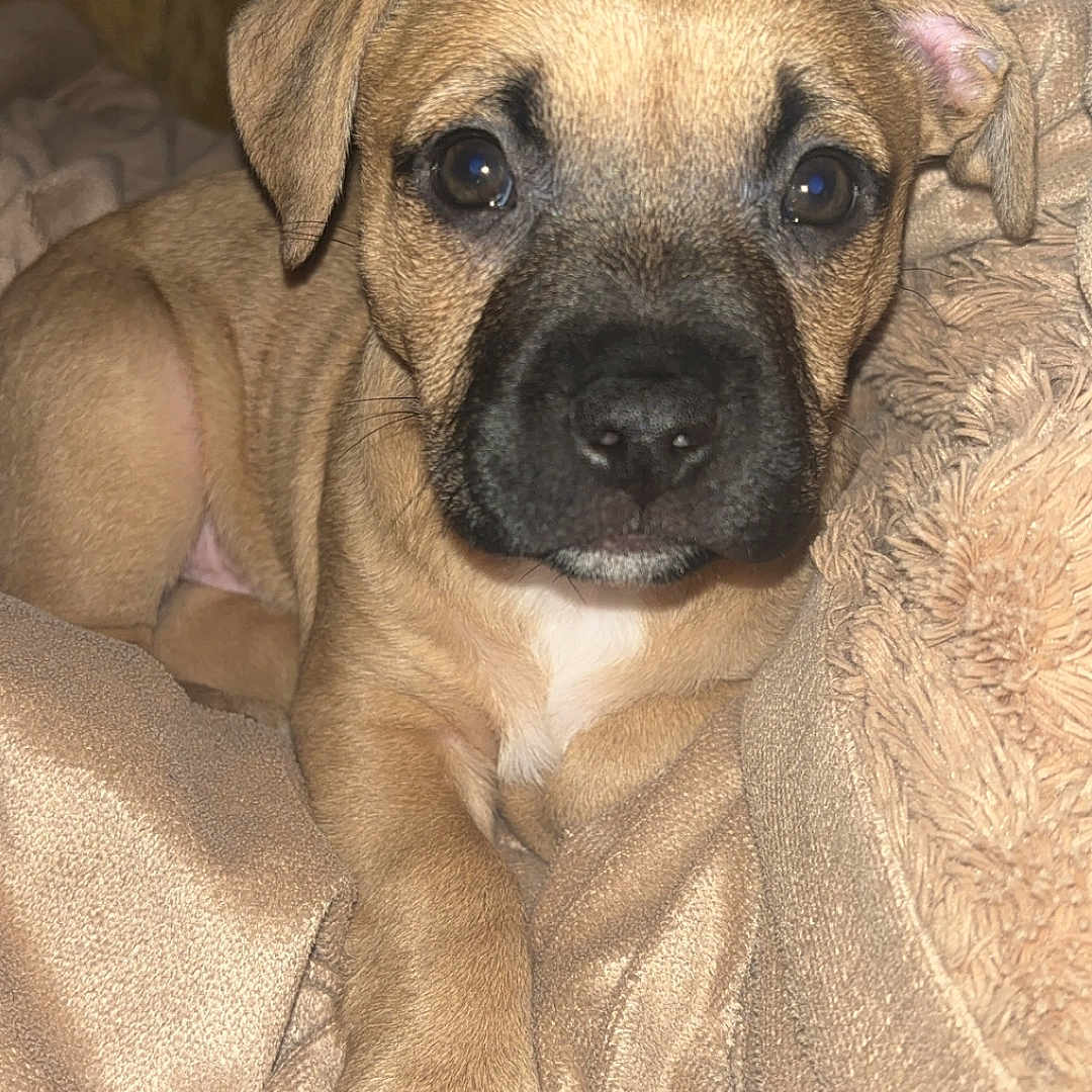 Harvey is registered to the contest to win money with this photo: animal, beagle, blanket, boxer, bulldog, canine, couch, dog, frenchbulldog, furniture, greatdane, hound, labradorretriever, person, pet, pitbull, pug, puppy, sleeping, snout