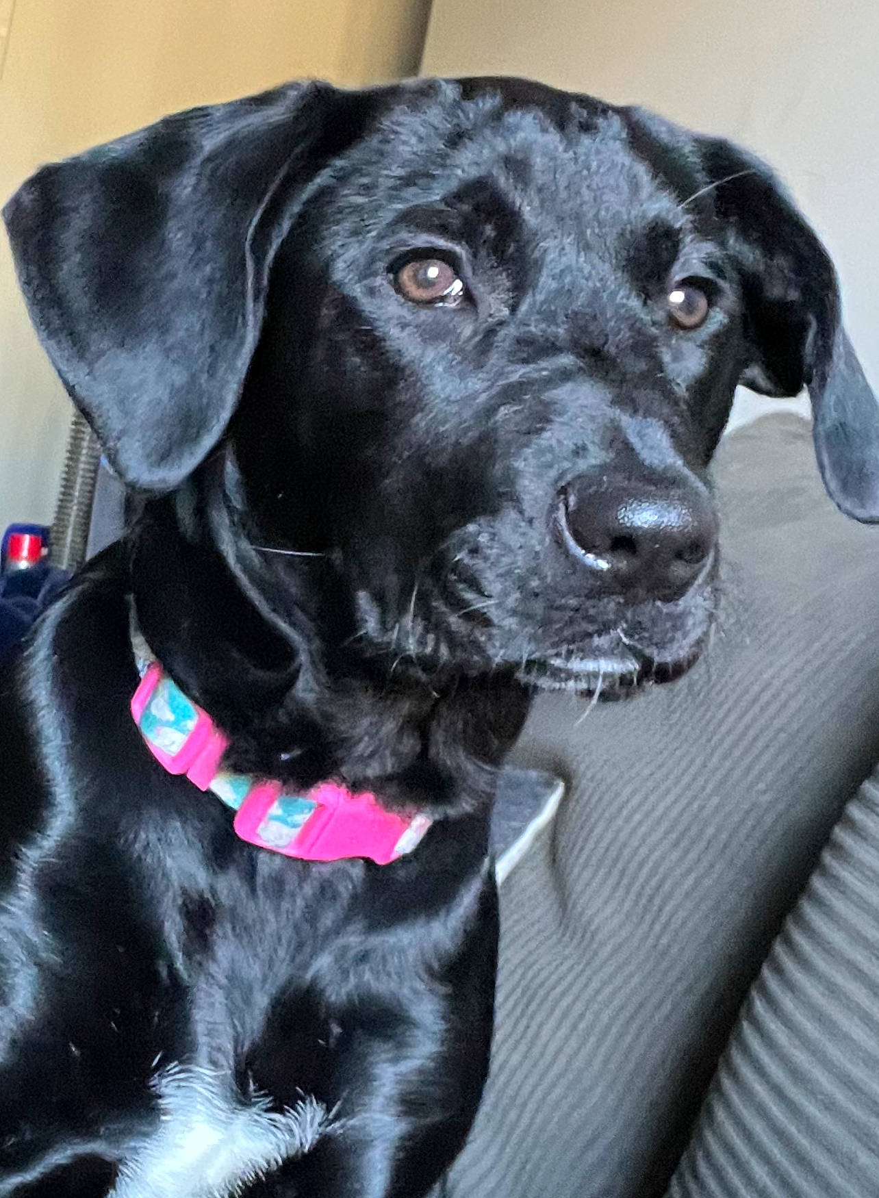 Gia joined the competition — help win amazing prizes! borador, canidae, carnivore, collar, companion_dog, dog, dog_breed, dog_collar, fur, gun_dog, leash, liver, personal_protective_equipment, pet_supply, pointing_breed, retriever, snout, sporting_group, whiskers, working_animal