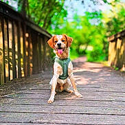 Paco participe au concours pour gagner de l'argent avec cette photo : animal, bokeh, dog, forest, greenery, happy, harness, nature, outdoor, path, pet, portrait, puppy, sitting, smiling, sunlight, tongue_out, trail, trees, wooden_bridge