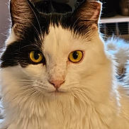 Paige is registered to the contest to win money with this photo: cat, fluffy, yellow_eyes, black_and_white, close_up, indoor, pet, animal, feline, whiskers, soft_fur, portrait, cute, looking, face, ears, nose, domestic_cat, fur_texture, alert