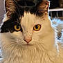 cat, fluffy, yellow_eyes, black_and_white, close_up, indoor, pet, animal, feline, whiskers, soft_fur, portrait, cute, looking, face, ears, nose, domestic_cat, fur_texture, alert