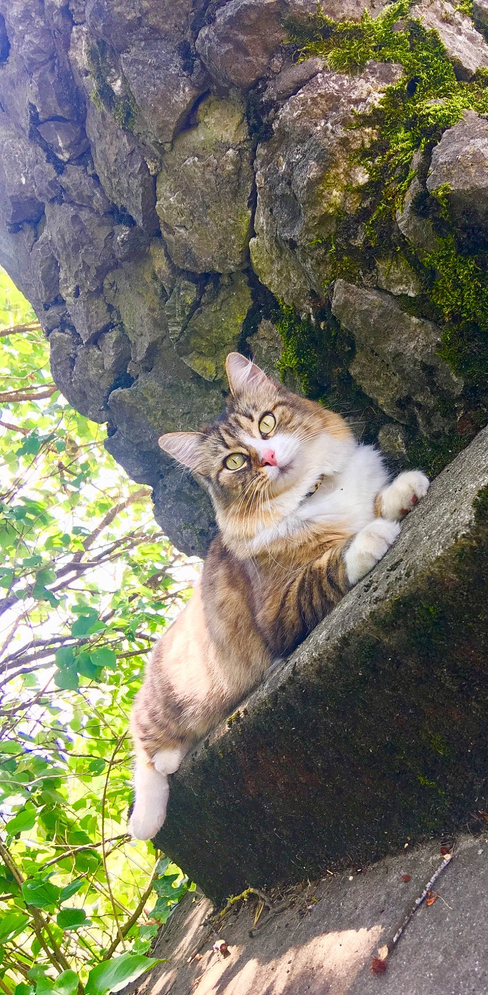 Sangha a rejoint le concours — aidez-le/la à gagner de superbes lots ! bedrock, carnivore, cat, domestic_short_haired_cat, fawn, felidae, fur, grass, groundcover, plant, rock, sitting, small_to_medium_sized_cats, snout, tail, terrestrial_animal, tree, trunk, whiskers, wood