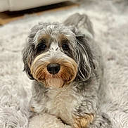 Harper joined the competition — help win amazing prizes! dog, fluffy, cute, pet, indoor, carpet, laying_down, curious, brown, black, white, fur, closeup, animal, domestic, portrait, companion, relaxed, home, cute_pet