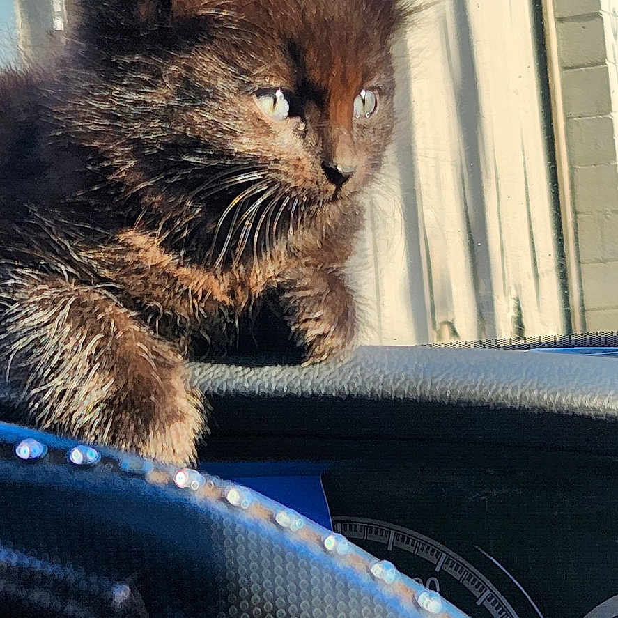 Milo... is registered to the contest to win money with this photo: animal, black_cat, car_interior, cat, close_up, curious, dashboard, feline, fur, indoor, kitten, person_photo, pet, photo, portrait, reflection, steering_wheel, sunlight, vehicle, whiskers