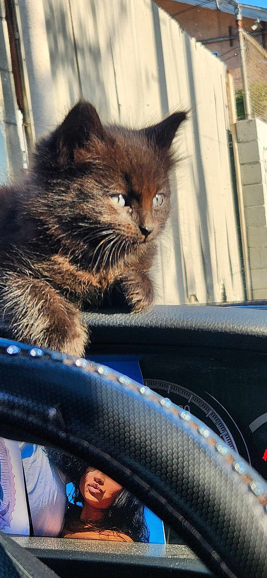 Milo... is registered to the contest to win money with this photo: kitten, cat, black_cat, animal, pet, dashboard, steering_wheel, car_interior, sunlight, reflection, portrait, close_up, feline, curious, whiskers, fur, indoor, photo, person_photo, vehicle
