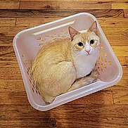 Morton is registered to the contest to win money with this photo: cat, laundry_basket, wooden_floor, indoor, pet, curious, cream_color, white_color, animal, feline, sitting, looking_up, cozy, domestic, small_space, basket, flooring, fur, whiskers, ears