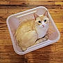 cat, laundry_basket, wooden_floor, indoor, pet, curious, cream_color, white_color, animal, feline, sitting, looking_up, cozy, domestic, small_space, basket, flooring, fur, whiskers, ears