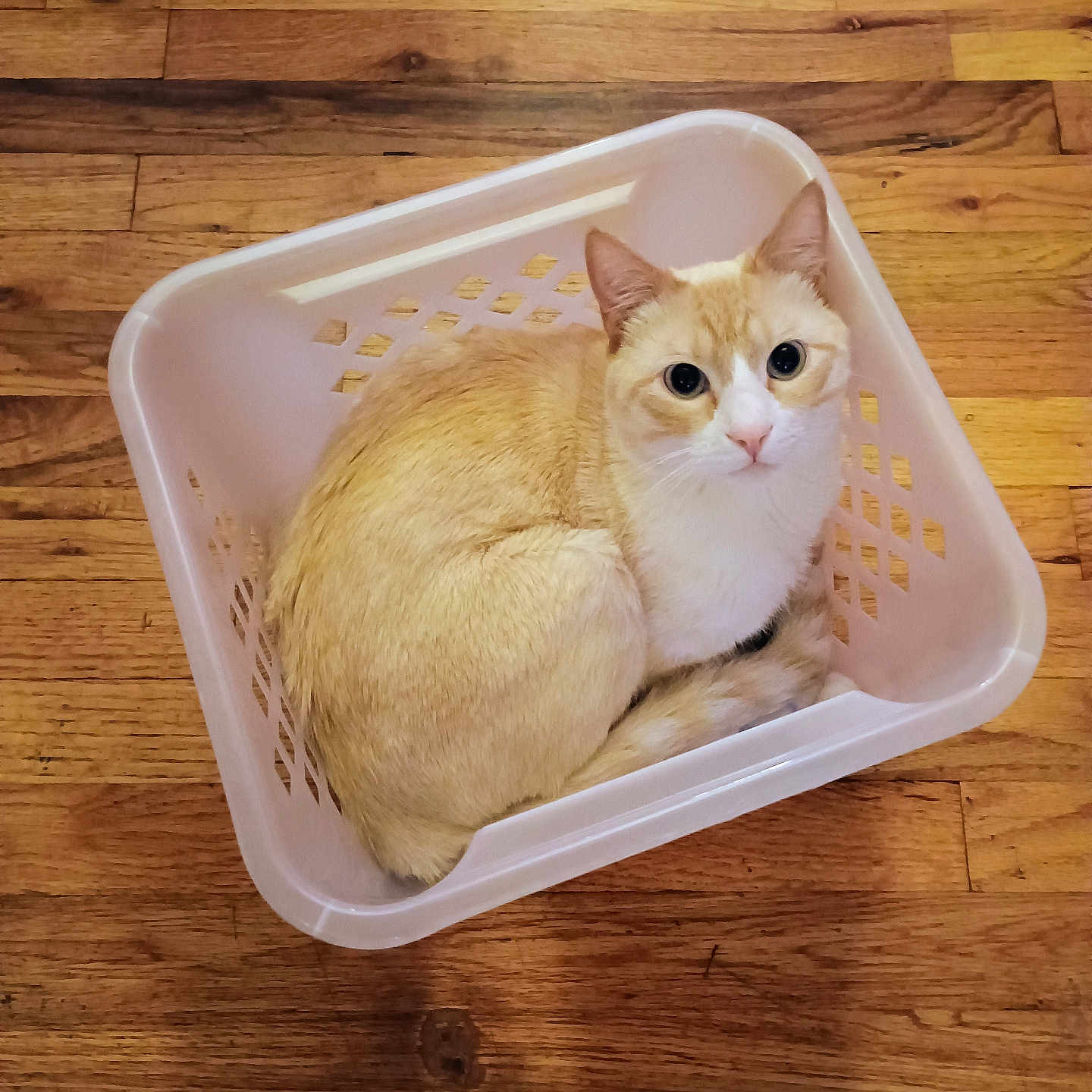Morton is registered to the contest to win money with this photo: animal, basket, cat, cozy, cream_color, curious, domestic, ears, feline, flooring, fur, indoor, laundry_basket, looking_up, pet, sitting, small_space, whiskers, white_color, wooden_floor