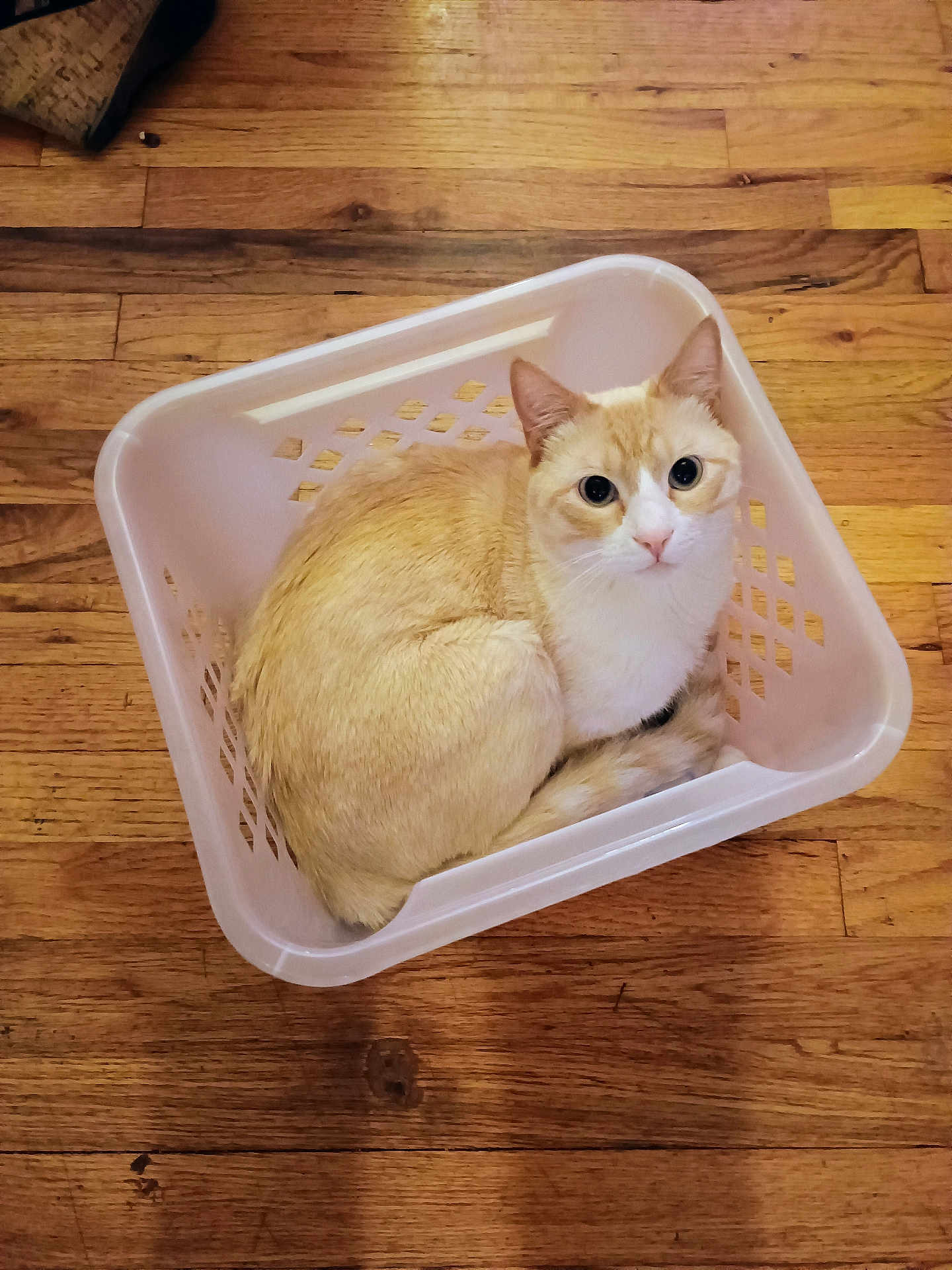 Morton is registered to the contest to win money with this photo: cat, laundry_basket, wooden_floor, indoor, pet, curious, cream_color, white_color, animal, feline, sitting, looking_up, cozy, domestic, small_space, basket, flooring, fur, whiskers, ears