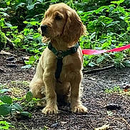 Belle a rejoint le concours — aidez-le/la à gagner de superbes lots ! animal, brown_fur, canine, curious, daylight, dog, forest, greenery, ground, harness, leaves, nature, outdoor, pet, plant, puppy, sitting, vegetation, wildlife, young_dog