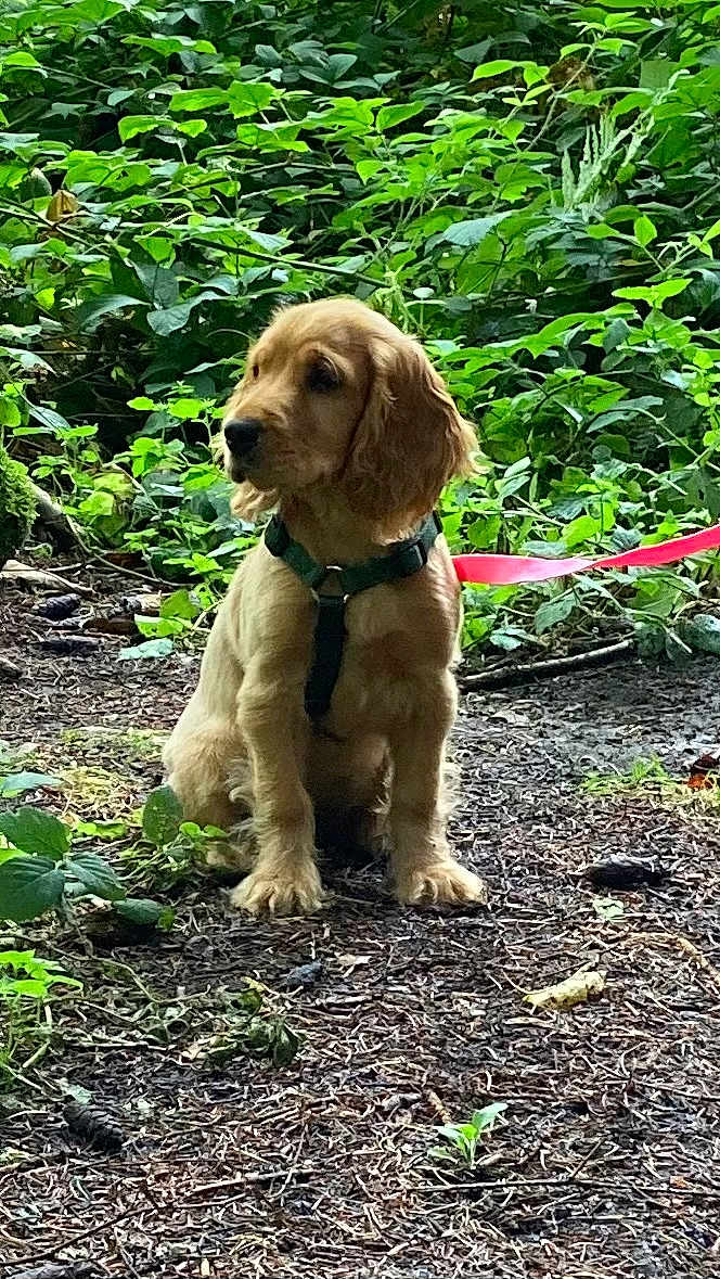 Belle a rejoint le concours — aidez-le/la à gagner de superbes lots ! animal, brown_fur, canine, curious, daylight, dog, forest, greenery, ground, harness, leaves, nature, outdoor, pet, plant, puppy, sitting, vegetation, wildlife, young_dog