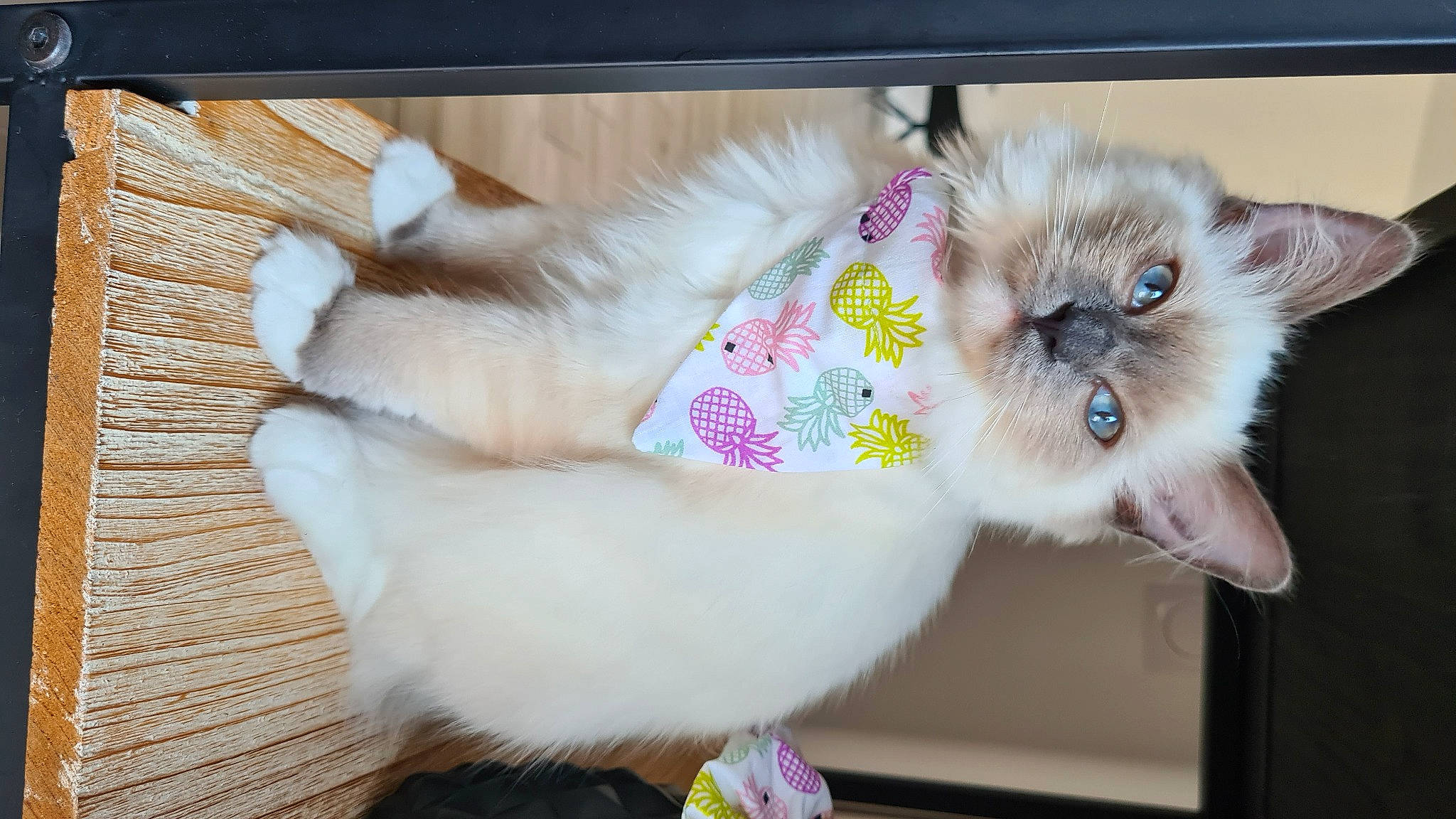 Ubby a rejoint le concours — aidez-le/la à gagner de superbes lots ! balinese, birman, canidae, carnivore, cat, claw, companion_dog, fawn, felidae, fur, paw, pet_supply, photo_caption, plant, siamese, small_to_medium_sized_cats, snout, tail, whiskers