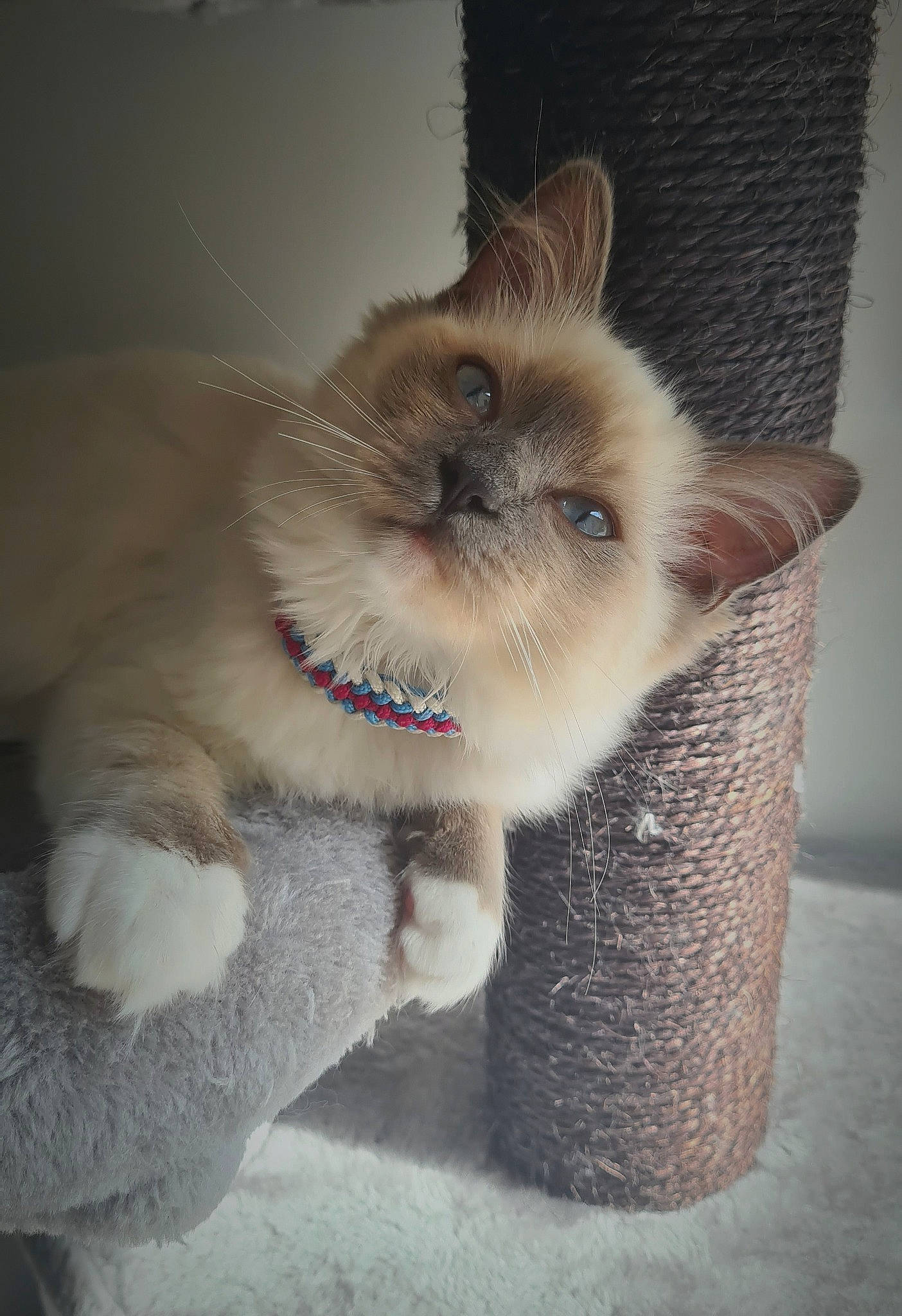 Ubby participe au concours pour gagner de l'argent avec cette photo : balinese, box, carnivore, cat, cat_furniture, cat_supply, claw, companion_dog, domestic_short_haired_cat, fawn, felidae, fur, gesture, paw, siamese, small_to_medium_sized_cats, tail, thai, tonkinese, whiskers