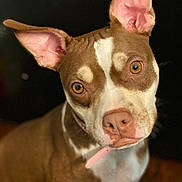 Rootie joined the competition — help win amazing prizes! alert, animal, brown_and_white, canine, close_up, collar, curious, dog, domestic_animal, ears, eyes, face, fur, indoor, looking_at_camera, mammal, nose, pet, portrait, whiskers
